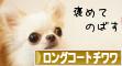 にほんブログ村 犬ブログ ロングコートチワワへ