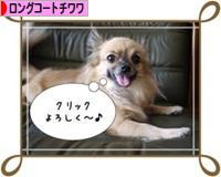 にほんブログ村 犬ブログ ロングコートチワワへ