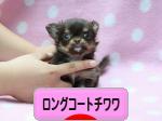 にほんブログ村 犬ブログ ロングコートチワワへ