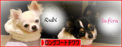 にほんブログ村 犬ブログ ロングコートチワワへ