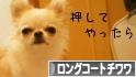 にほんブログ村 犬ブログ ロングコートチワワへ