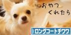 にほんブログ村 犬ブログ ロングコートチワワへ