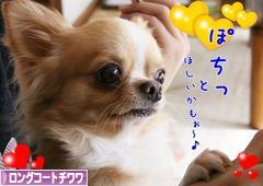 にほんブログ村 犬ブログ ロングコートチワワへ