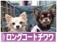 にほんブログ村 犬ブログ ロングコートチワワへ