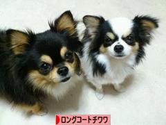 にほんブログ村 犬ブログ ロングコートチワワへ