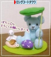 にほんブログ村 犬ブログ ロングコートチワワへ