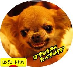 にほんブログ村 犬ブログ ロングコートチワワへ