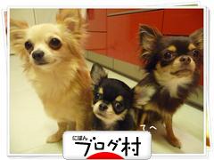 にほんブログ村 犬ブログ ロングコートチワワへ