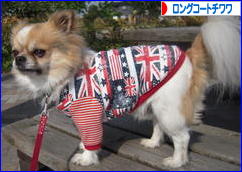 にほんブログ村 犬ブログ ロングコートチワワへ