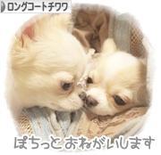 にほんブログ村 犬ブログ ロングコートチワワへ