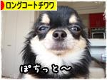 にほんブログ村 犬ブログ ロングコートチワワへ