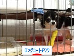 にほんブログ村 犬ブログ ロングコートチワワへ