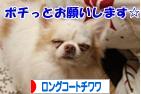 にほんブログ村 犬ブログ ロングコートチワワへ