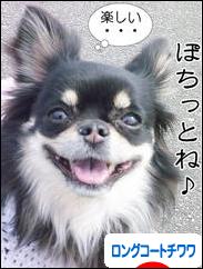 にほんブログ村 犬ブログ ロングコートチワワへ