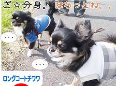 にほんブログ村 犬ブログ ロングコートチワワへ