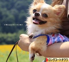 にほんブログ村 犬ブログ ロングコートチワワへ