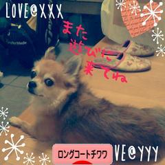 にほんブログ村 犬ブログ ロングコートチワワへ