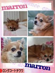 にほんブログ村 犬ブログ ロングコートチワワへ
