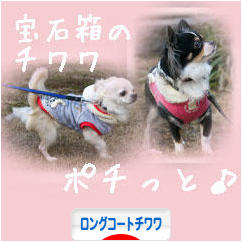 にほんブログ村 犬ブログ ロングコートチワワへ
