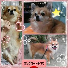 にほんブログ村 犬ブログ ロングコートチワワへ