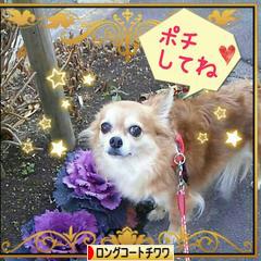にほんブログ村 犬ブログ ロングコートチワワへ