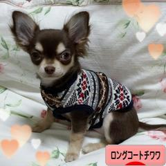 にほんブログ村 犬ブログ ロングコートチワワへ