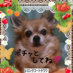 にほんブログ村 犬ブログ ロングコートチワワへ