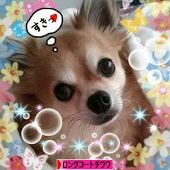 にほんブログ村 犬ブログ ロングコートチワワへ