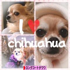 にほんブログ村 犬ブログ ロングコートチワワへ
