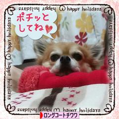 にほんブログ村 犬ブログ ロングコートチワワへ