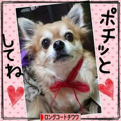 にほんブログ村 犬ブログ ロングコートチワワへ