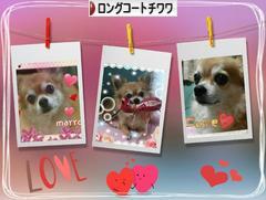 にほんブログ村 犬ブログ ロングコートチワワへ