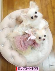 にほんブログ村 犬ブログ ロングコートチワワへ