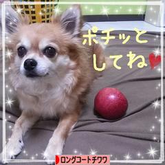 にほんブログ村 犬ブログ ロングコートチワワへ