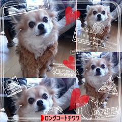 にほんブログ村 犬ブログ ロングコートチワワへ