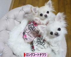 にほんブログ村 犬ブログ ロングコートチワワへ