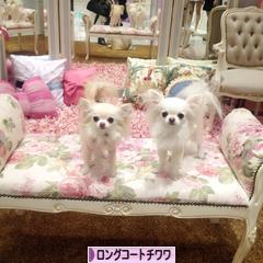 にほんブログ村 犬ブログ ロングコートチワワへ