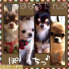 にほんブログ村 犬ブログ ロングコートチワワへ