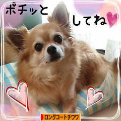 にほんブログ村 犬ブログ ロングコートチワワへ