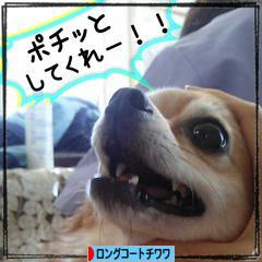 にほんブログ村 犬ブログ ロングコートチワワへ