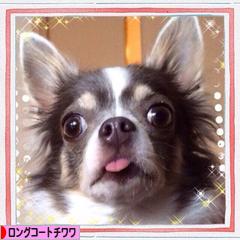 にほんブログ村 犬ブログ ロングコートチワワへ
