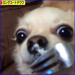 にほんブログ村 犬ブログ ロングコートチワワへ