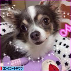 にほんブログ村 犬ブログ ロングコートチワワへ