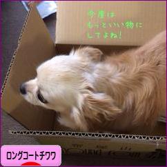 にほんブログ村 犬ブログ ロングコートチワワへ