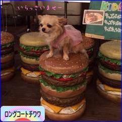にほんブログ村 犬ブログ ロングコートチワワへ