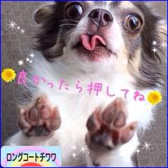にほんブログ村 犬ブログ ロングコートチワワへ