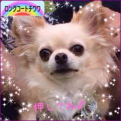 にほんブログ村 犬ブログ ロングコートチワワへ