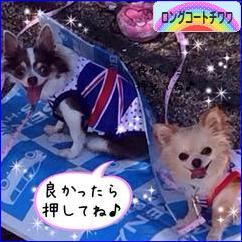 にほんブログ村 犬ブログ ロングコートチワワへ