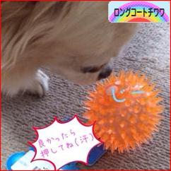 にほんブログ村 犬ブログ ロングコートチワワへ