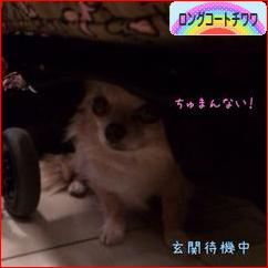 にほんブログ村 犬ブログ ロングコートチワワへ